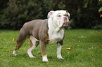 Olde English Bulldog