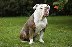 sitzende Olde English Bulldog