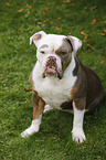 sitzende Olde English Bulldog