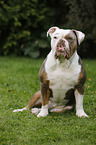 sitzende Olde English Bulldog