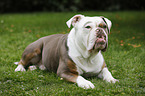 liegender Olde English Bulldog