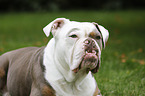 Olde English Bulldog Portrait