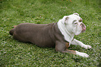 liegender Olde English Bulldog