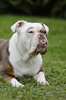 Olde English Bulldog