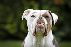 Olde English Bulldog Portrait