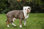 Olde English Bulldog
