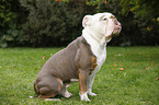 sitzende Olde English Bulldog