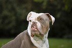Olde English Bulldog Portrait