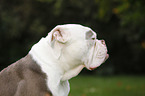 Olde English Bulldog Portrait