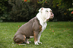 sitzende Olde English Bulldog