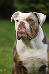 Olde English Bulldog Portrait