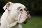 Olde English Bulldog Portrait