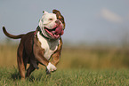 Olde English Bulldog