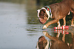 Olde English Bulldog