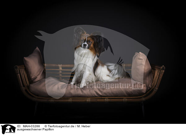 ausgewachsener Papillon / adult Papillon / MAH-03288