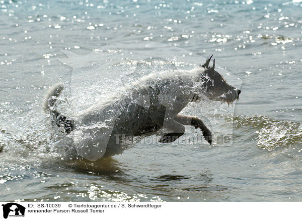 rennender Parson Russell Terrier / running Parson Russell Terrier / SS-10039