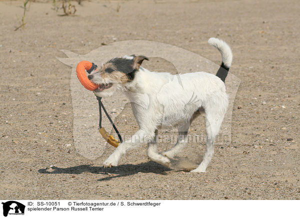 spielender Parson Russell Terrier / playing Parson Russell Terrier / SS-10051