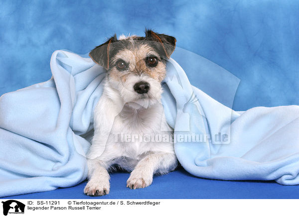 liegender Parson Russell Terrier / lying Parson Russell Terrier / SS-11291