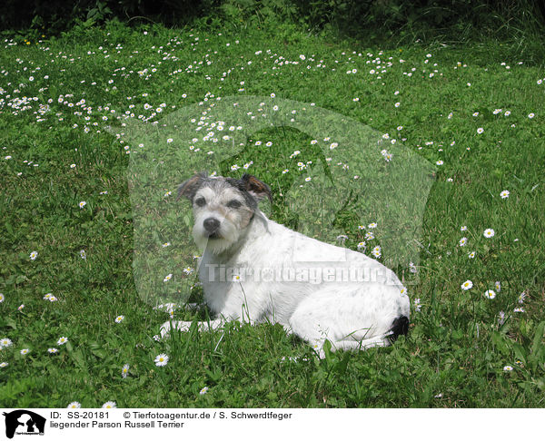 liegender Parson Russell Terrier / lying Parson Russell Terrier / SS-20181