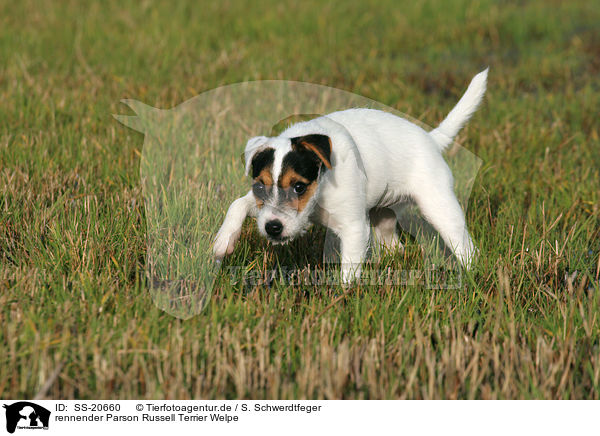 Parson Russell Terrier Welpe / Parson Russell Terrier Puppy / SS-20660