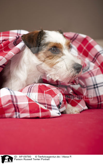 Parson Russell Terrier Portrait / Parson Russell Terrier Portrait / AP-09780
