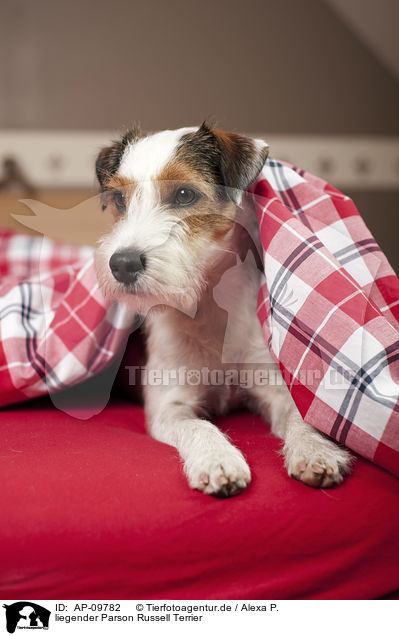 liegender Parson Russell Terrier / lying Parson Russell Terrier / AP-09782
