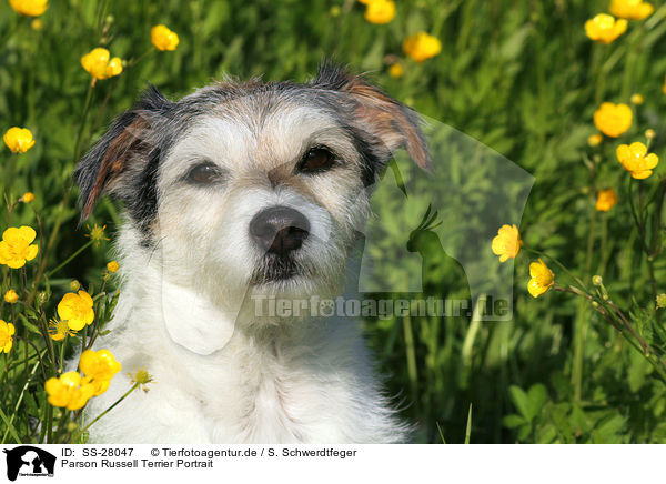 Parson Russell Terrier Portrait / Parson Russell Terrier Portrait / SS-28047