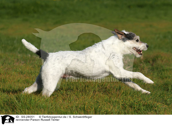 rennender Parson Russell Terrier / running Parson Russell Terrier / SS-28051