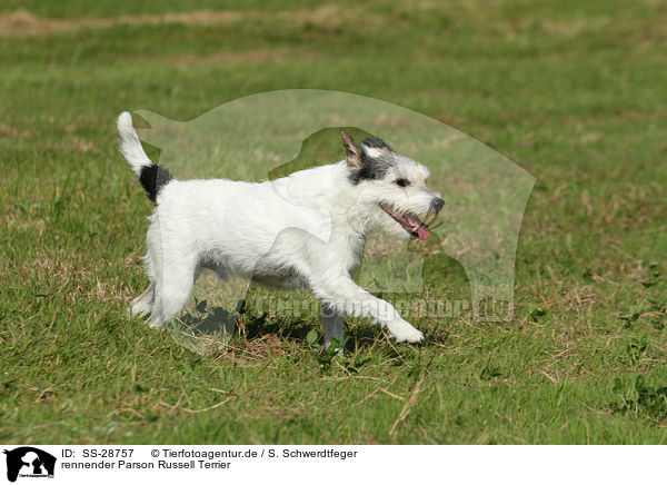 rennender Parson Russell Terrier / running Parson Russell Terrier / SS-28757