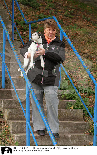Frau tr�gt Parson Russell Terrier / woman is carriing a Parson Russell Terrier / SS-28873