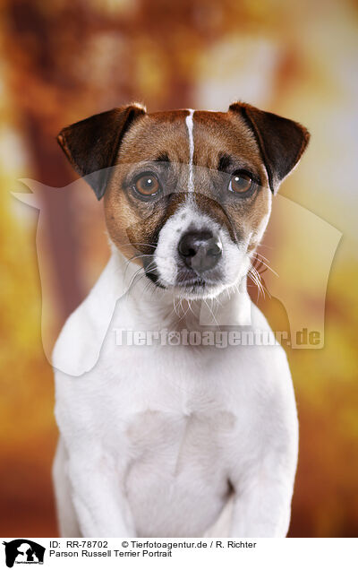 Parson Russell Terrier Portrait / Parson Russell Terrier Portrait / RR-78702