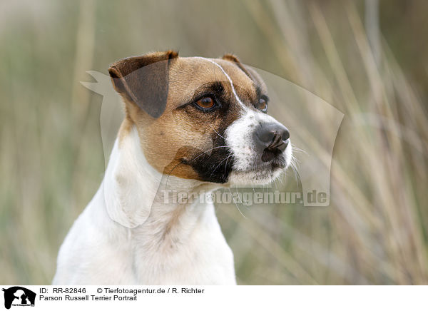 Parson Russell Terrier Portrait / Parson Russell Terrier Portrait / RR-82846