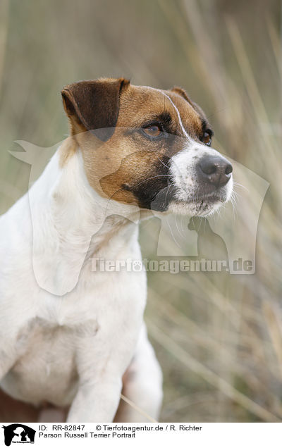 Parson Russell Terrier Portrait / Parson Russell Terrier Portrait / RR-82847