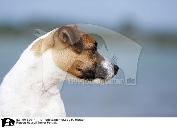 Parson Russell Terrier Portrait / Parson Russell Terrier Portrait / RR-82914
