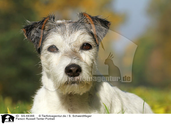 Parson Russell Terrier Portrait / Parson Russell Terrier Portrait / SS-48366