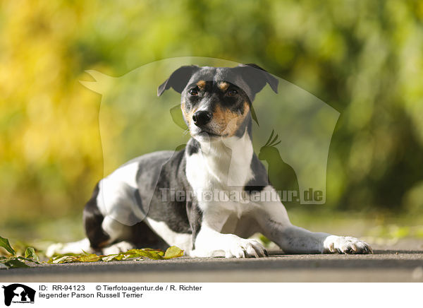 liegender Parson Russell Terrier / lying Parson Russell Terrier / RR-94123