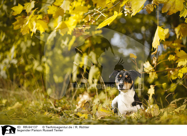 liegender Parson Russell Terrier / lying Parson Russell Terrier / RR-94137