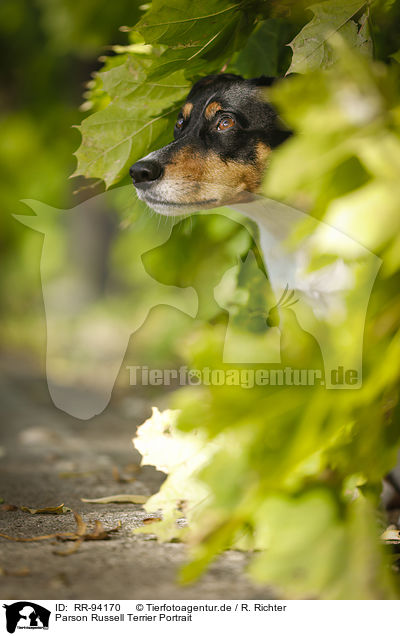 Parson Russell Terrier Portrait / Parson Russell Terrier Portrait / RR-94170