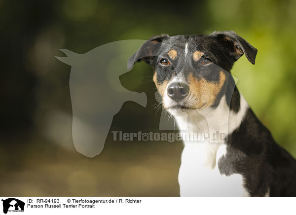 Parson Russell Terrier Portrait / Parson Russell Terrier Portrait / RR-94193