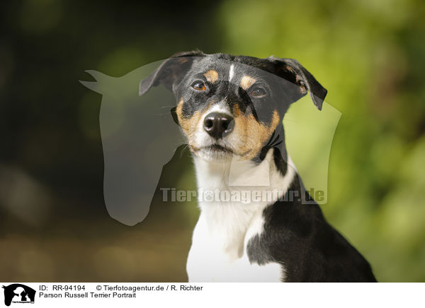 Parson Russell Terrier Portrait / Parson Russell Terrier Portrait / RR-94194