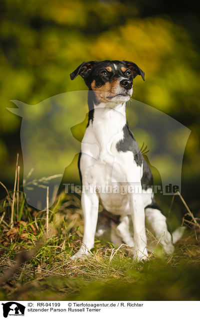 sitzender Parson Russell Terrier / sitting Parson Russell Terrier / RR-94199