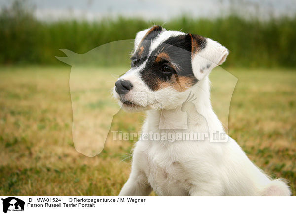 Parson Russell Terrier Portrait / Parson Russell Terrier Portrait / MW-01524