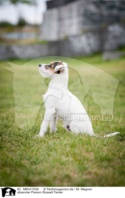 sitzender Parson Russell Terrier / sitting Parson Russell Terrier / MW-01538