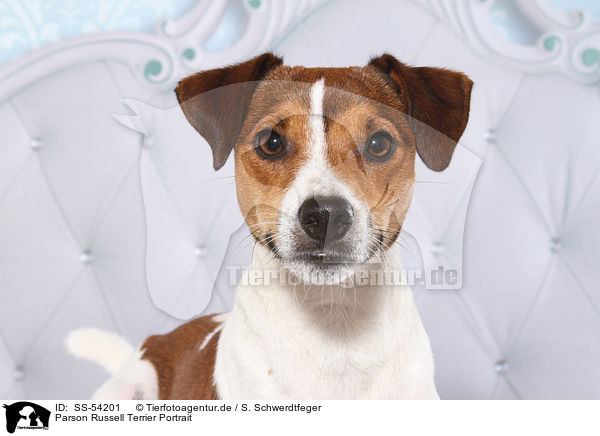 Parson Russell Terrier Portrait / Parson Russell Terrier Portrait / SS-54201
