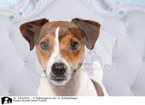 Parson Russell Terrier Portrait / Parson Russell Terrier Portrait / SS-54205