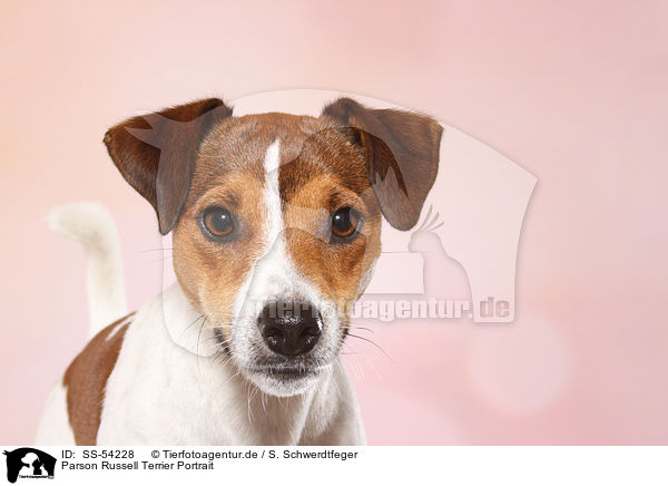 Parson Russell Terrier Portrait / Parson Russell Terrier Portrait / SS-54228