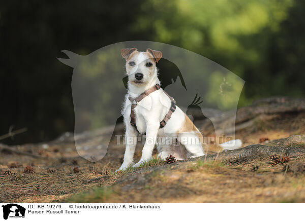 Parson Russell Terrier / Parson Russell Terrier / KB-19279