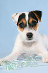 Parson Russell Terrier Welpe mit Eisw�rfeln