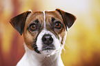 Parson Russell Terrier Portrait