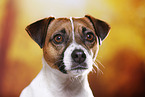Parson Russell Terrier Portrait